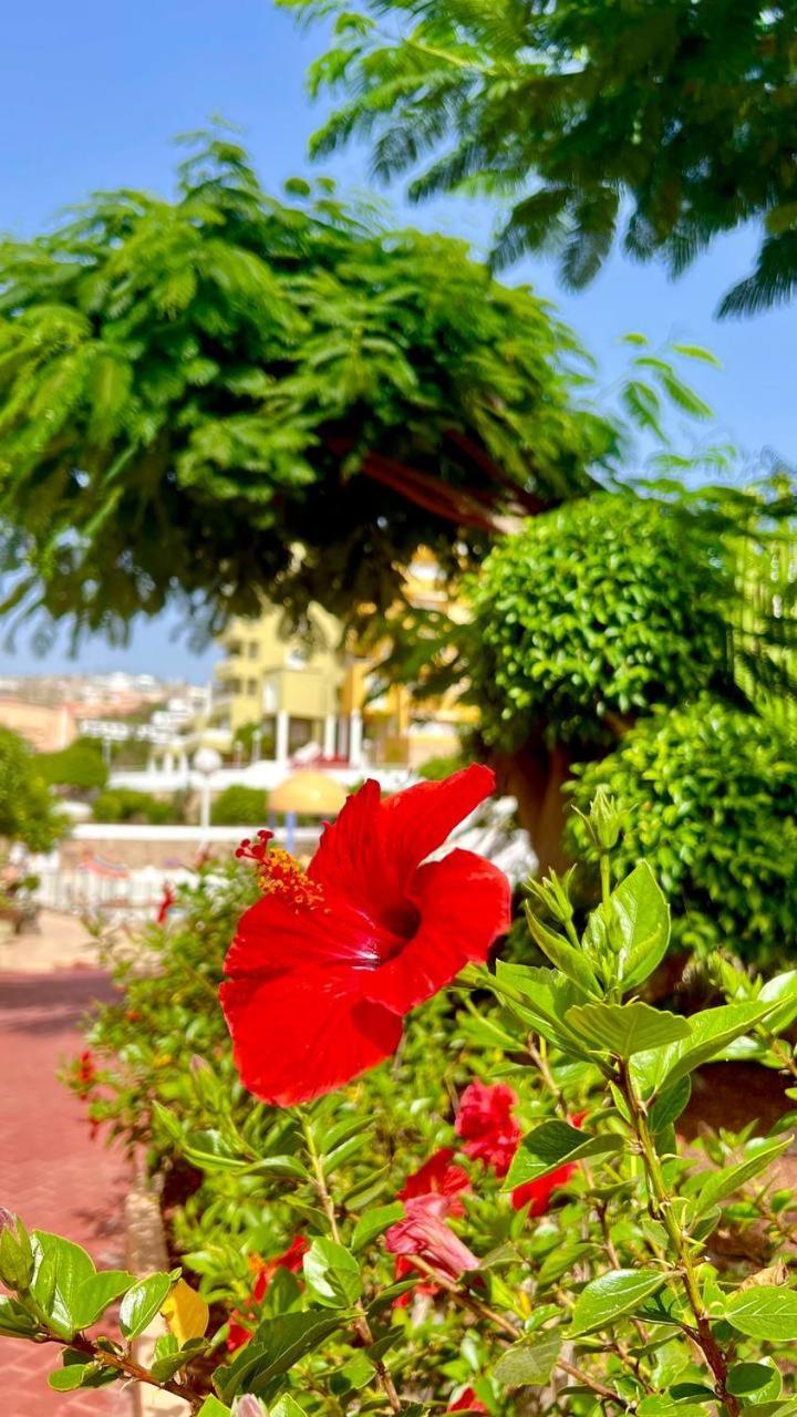 Ocean View Apartment In Orlando Costa Adeje  Exteriör bild